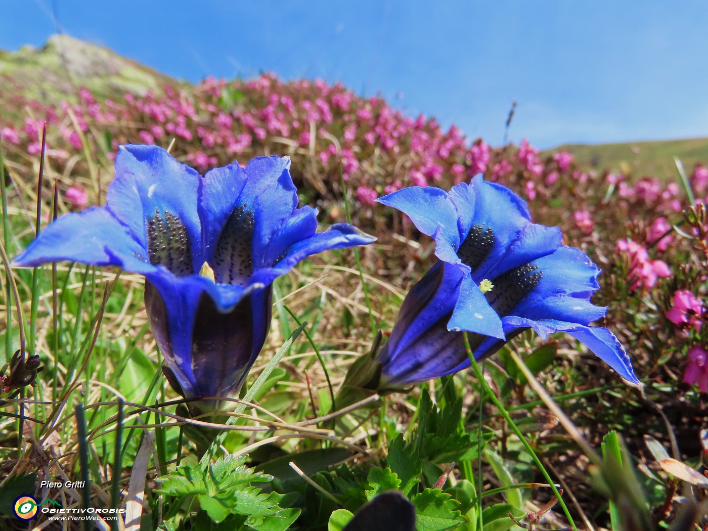 17 Gentiana acaulis (Genziana di Koch) con Erica carnea.JPG